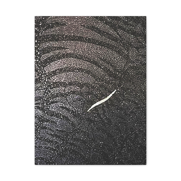 Dragon Study   Canvas Gallery Wraps