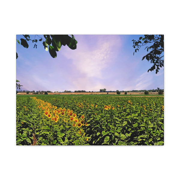 Sunflower Field Gallery Wraps