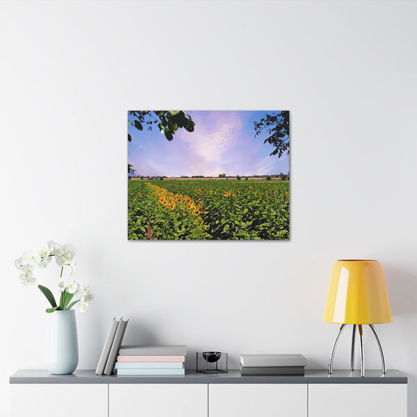 Sunflower Field Gallery Wraps