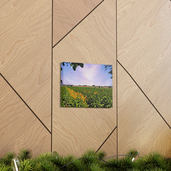 Sunflower Field Gallery Wraps