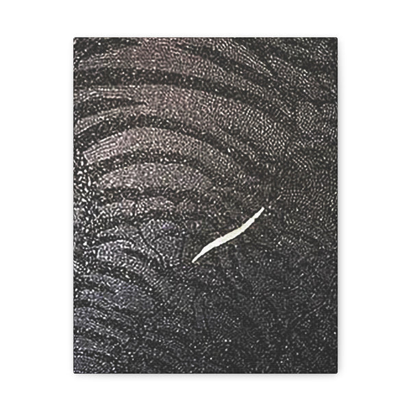 Dragon Study   Canvas Gallery Wraps