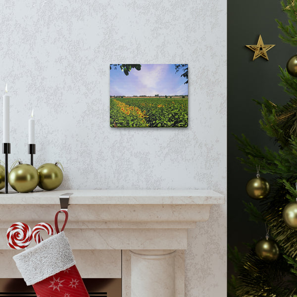 Sunflower Field Gallery Wraps