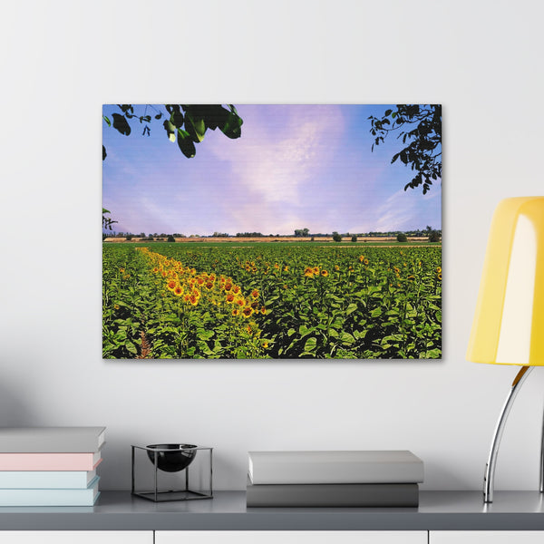 Sunflower Field Gallery Wraps