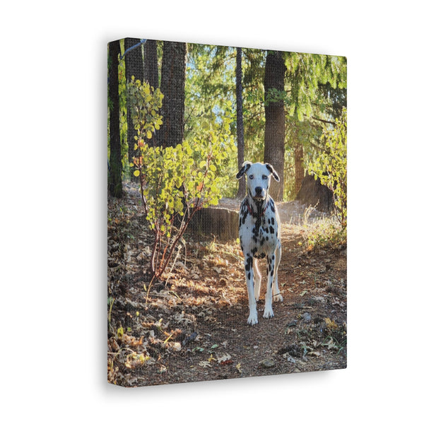 In-the-Woods Canvas Gallery Wraps