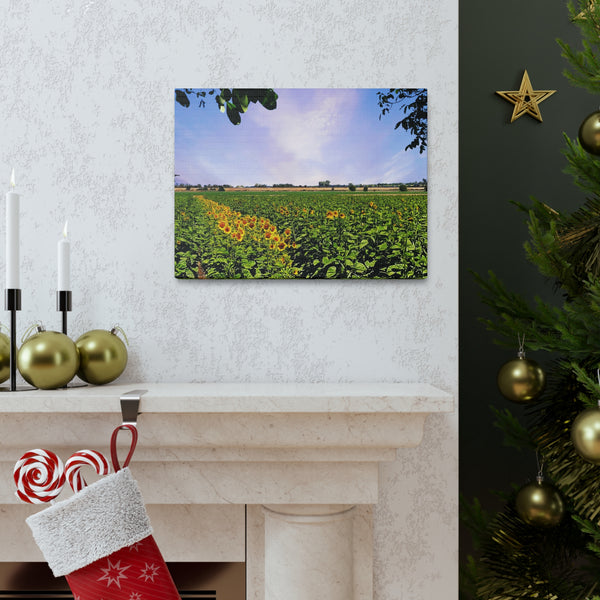 Sunflower Field Gallery Wraps