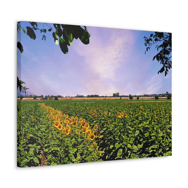 Sunflower Field Gallery Wraps