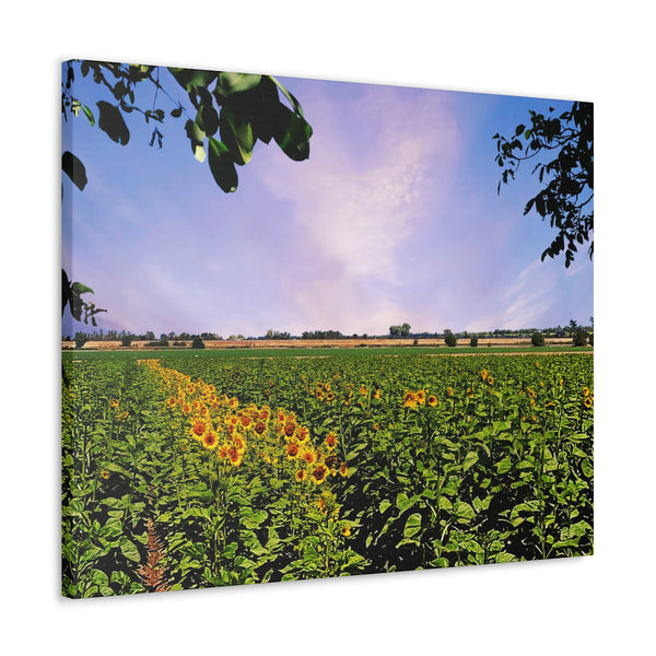 Sunflower Field Gallery Wraps