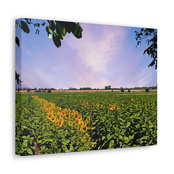 Sunflower Field Gallery Wraps