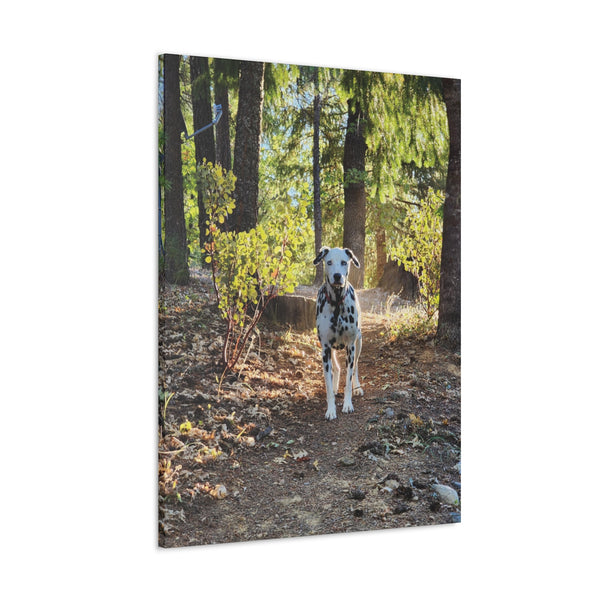 In-the-Woods Canvas Gallery Wraps