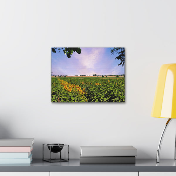 Sunflower Field Gallery Wraps