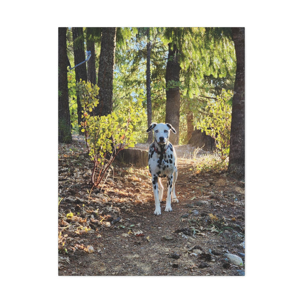 In-the-Woods Canvas Gallery Wraps