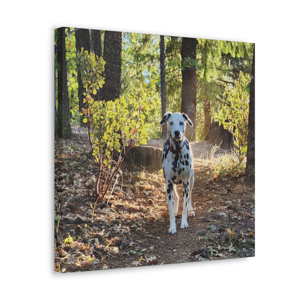 In-the-Woods Canvas Gallery Wraps