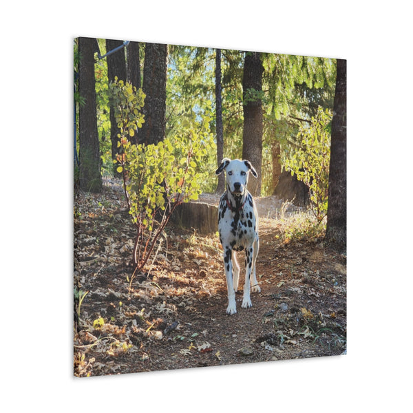 In-the-Woods Canvas Gallery Wraps