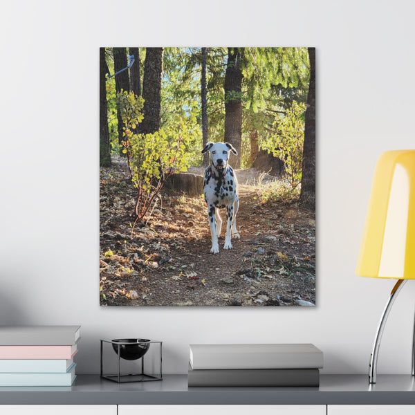 In-the-Woods Canvas Gallery Wraps