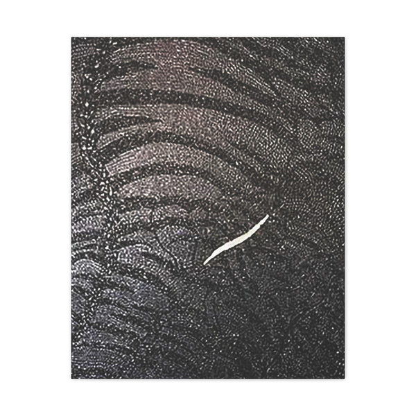 Dragon Study   Canvas Gallery Wraps