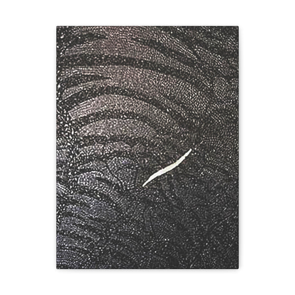 Dragon Study   Canvas Gallery Wraps