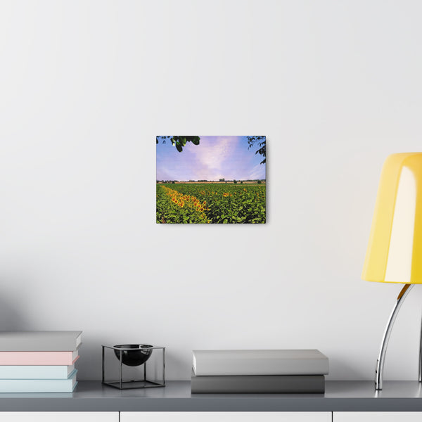 Sunflower Field Gallery Wraps
