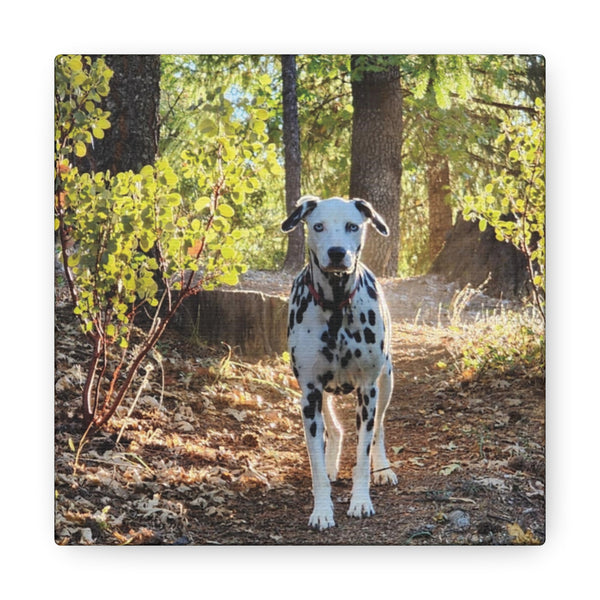 In-the-Woods Canvas Gallery Wraps