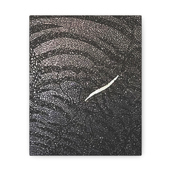 Dragon Study   Canvas Gallery Wraps