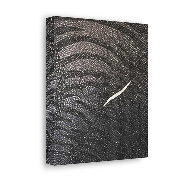 Dragon Study   Canvas Gallery Wraps