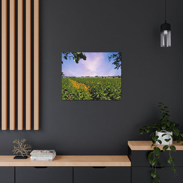 Sunflower Field Gallery Wraps