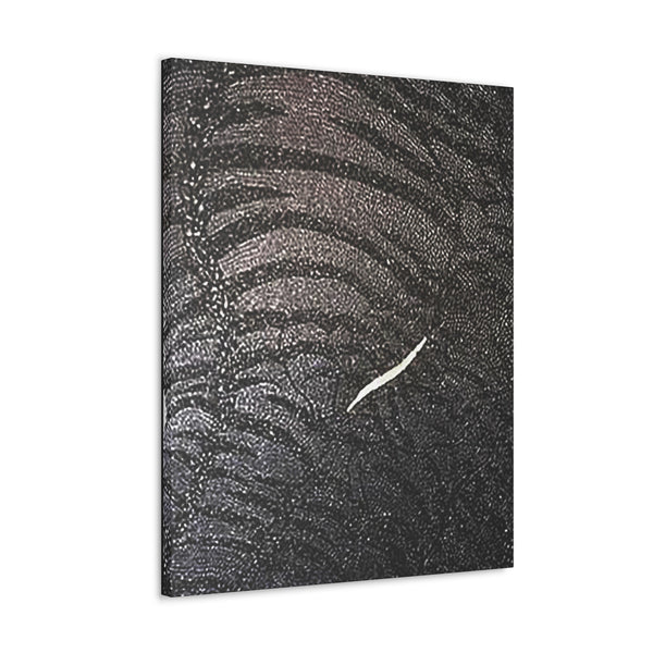 Dragon Study   Canvas Gallery Wraps