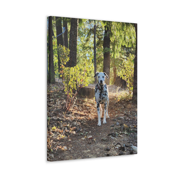 In-the-Woods Canvas Gallery Wraps