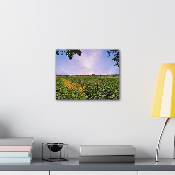 Sunflower Field Gallery Wraps