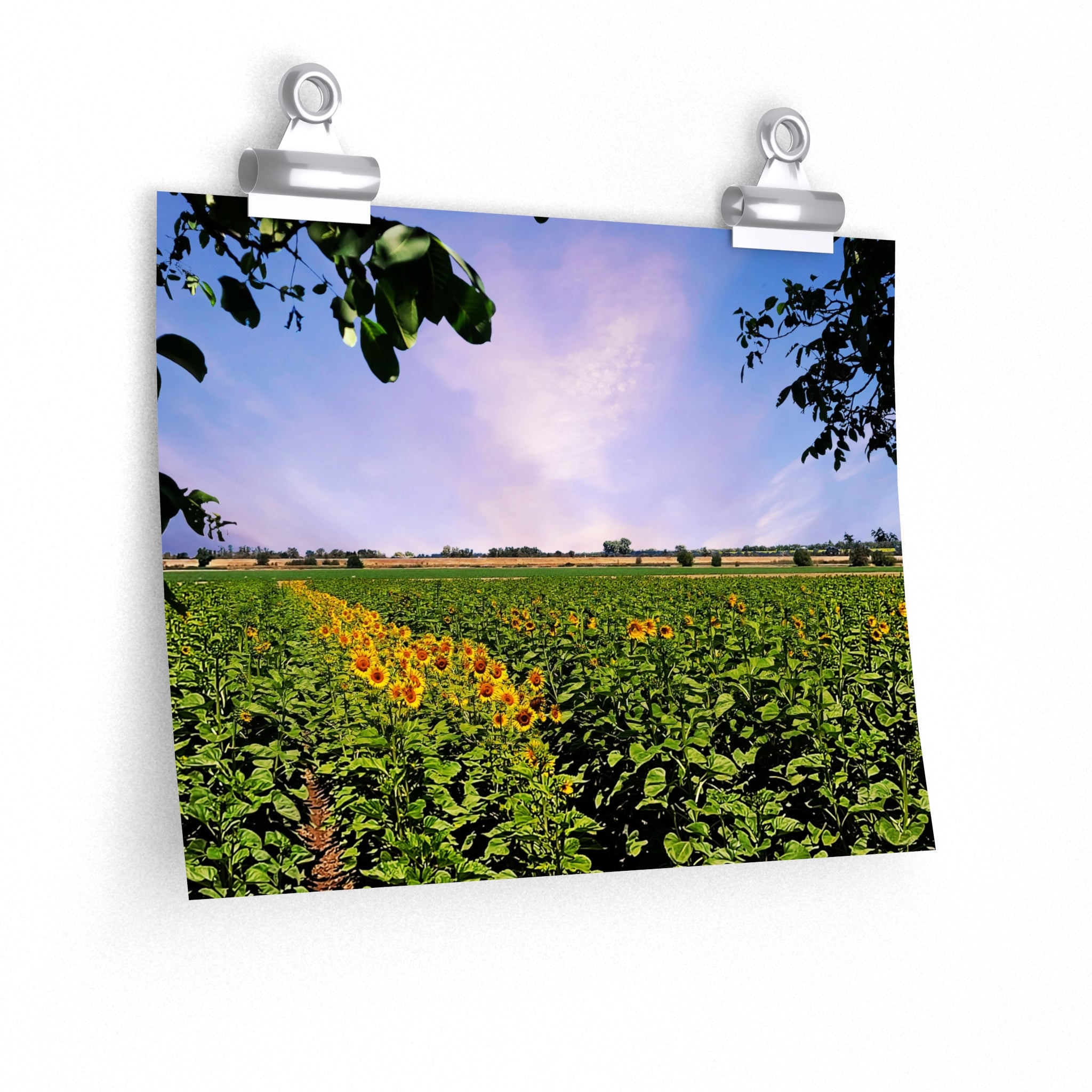 Sunflower Field Premium Matte horizontal posters