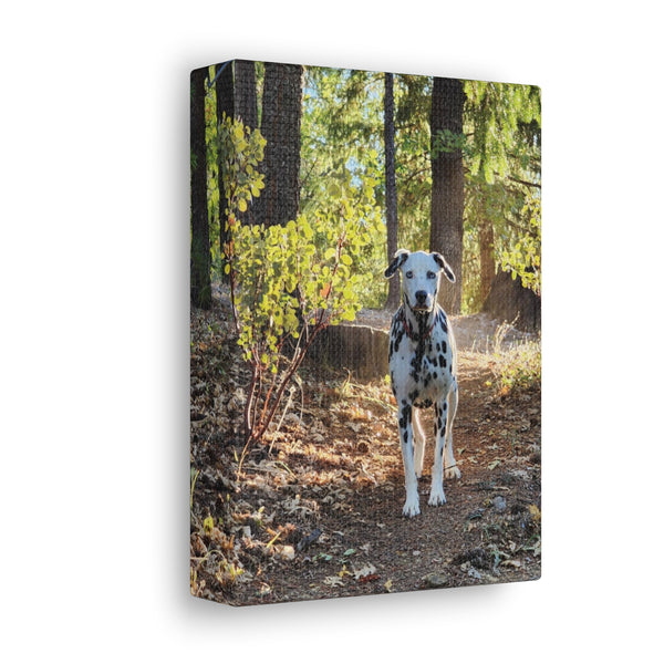 In-the-Woods Canvas Gallery Wraps