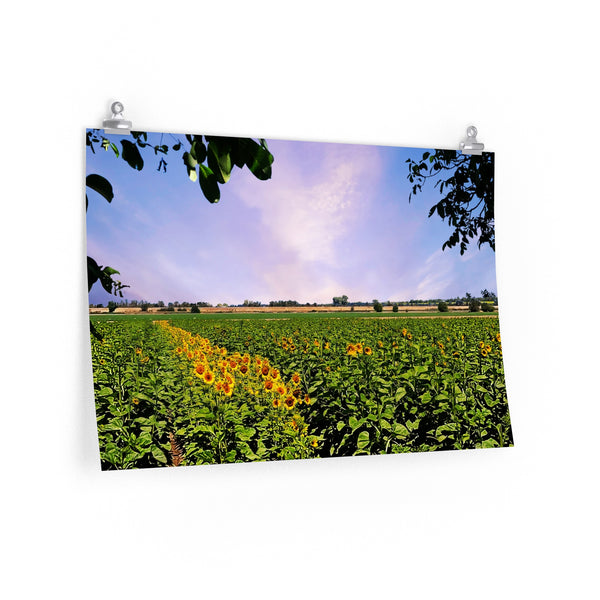 Sunflower Field Premium Matte horizontal posters