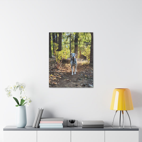 In-the-Woods Canvas Gallery Wraps