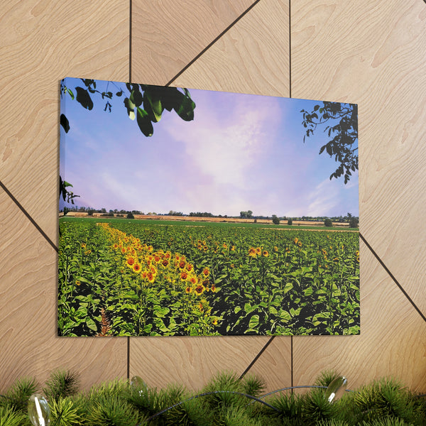 Sunflower Field Gallery Wraps