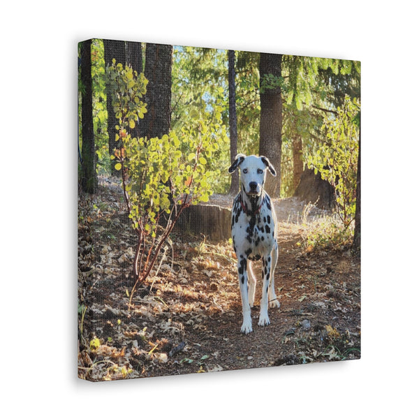 In-the-Woods Canvas Gallery Wraps