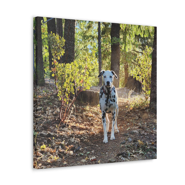 In-the-Woods Canvas Gallery Wraps