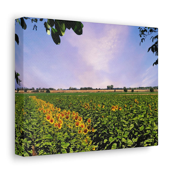 Sunflower Field Gallery Wraps