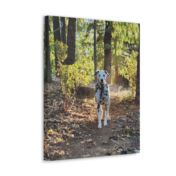 In-the-Woods Canvas Gallery Wraps