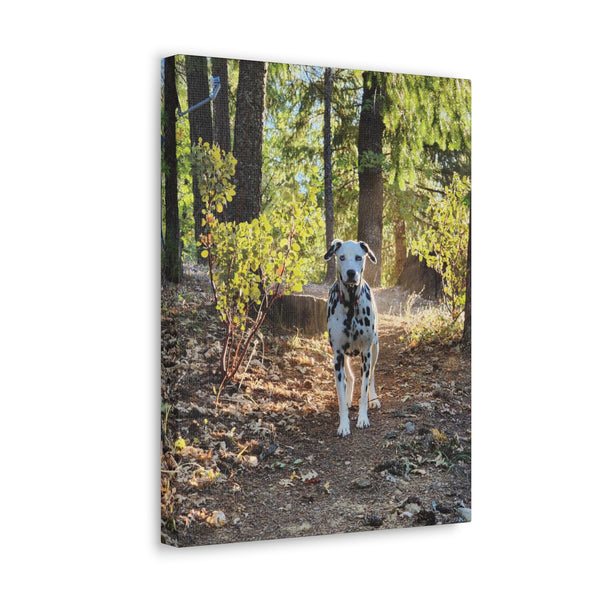 In-the-Woods Canvas Gallery Wraps