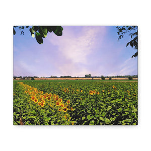 Sunflower Field Gallery Wraps