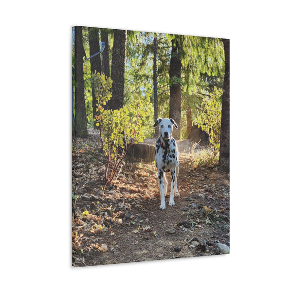 In-the-Woods Canvas Gallery Wraps